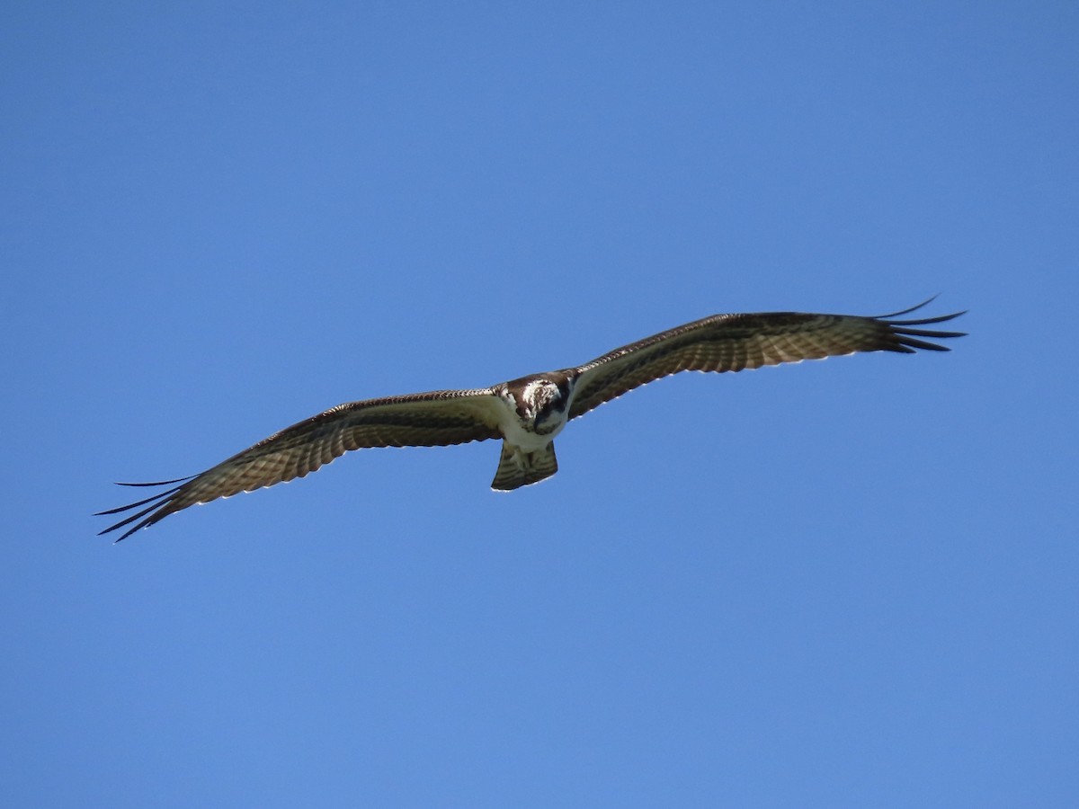 Osprey - ML644085255