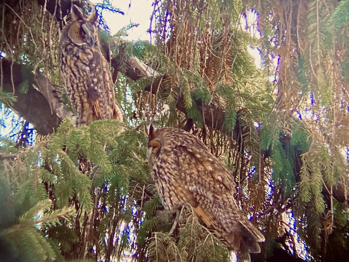 Long-eared Owl - ML644085270
