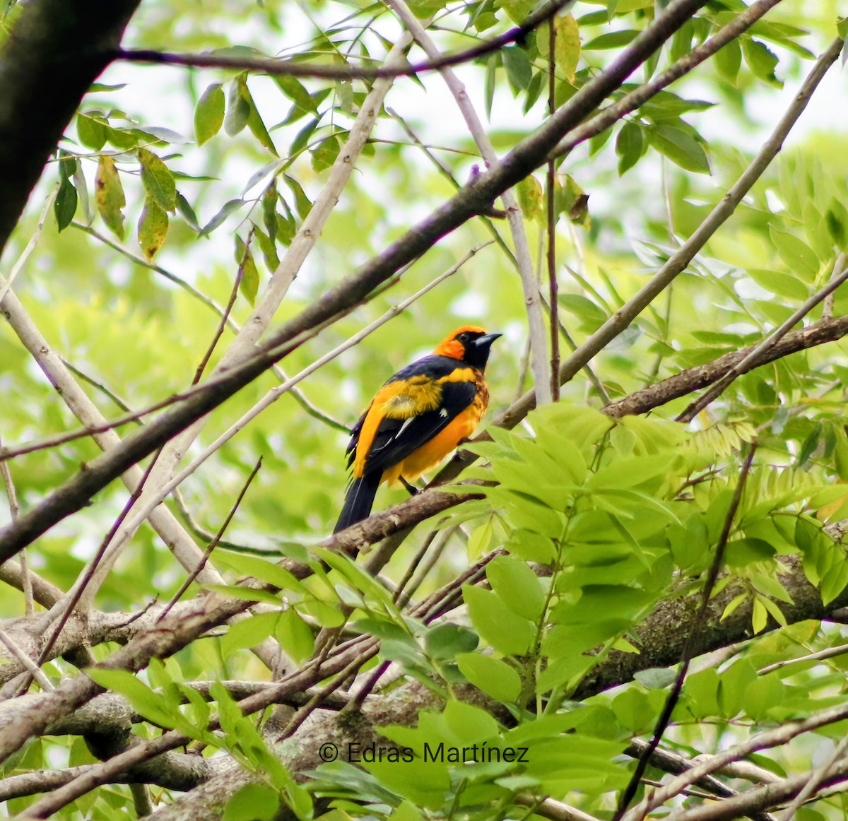 Spot-breasted Oriole - ML644085279