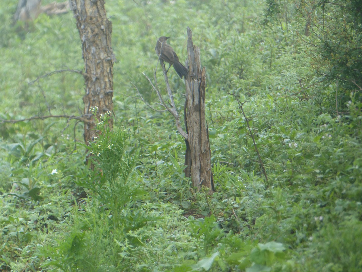 Arrow-marked Babbler - ML644085280