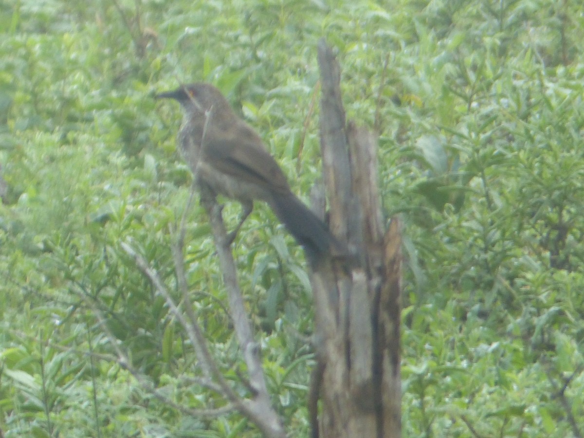 Arrow-marked Babbler - ML644085281