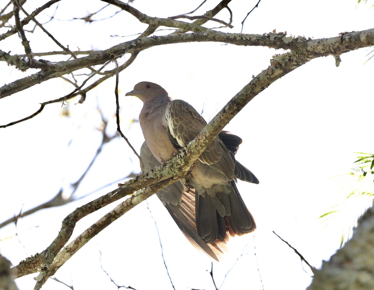 アカメバト - ML644085286