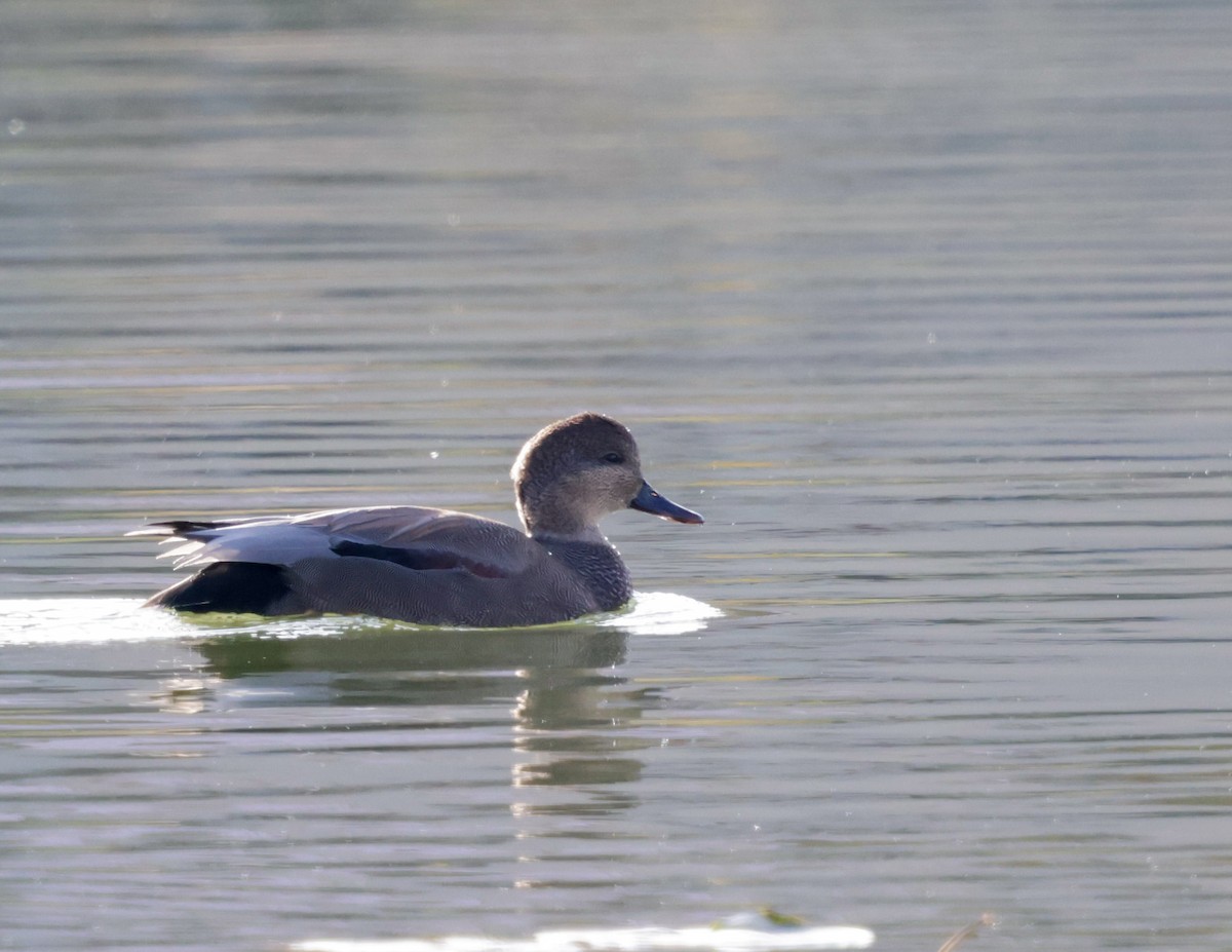Gadwall - ML644085302