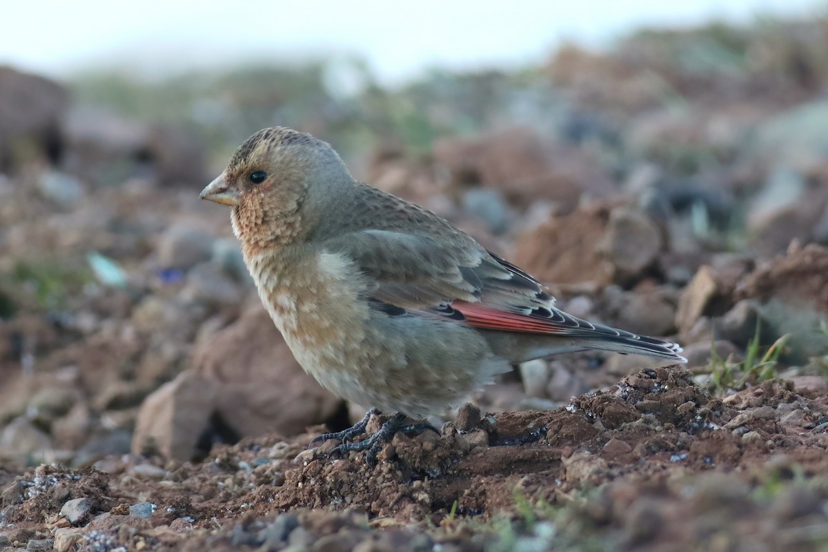 Crimson-winged Finch - ML644085312