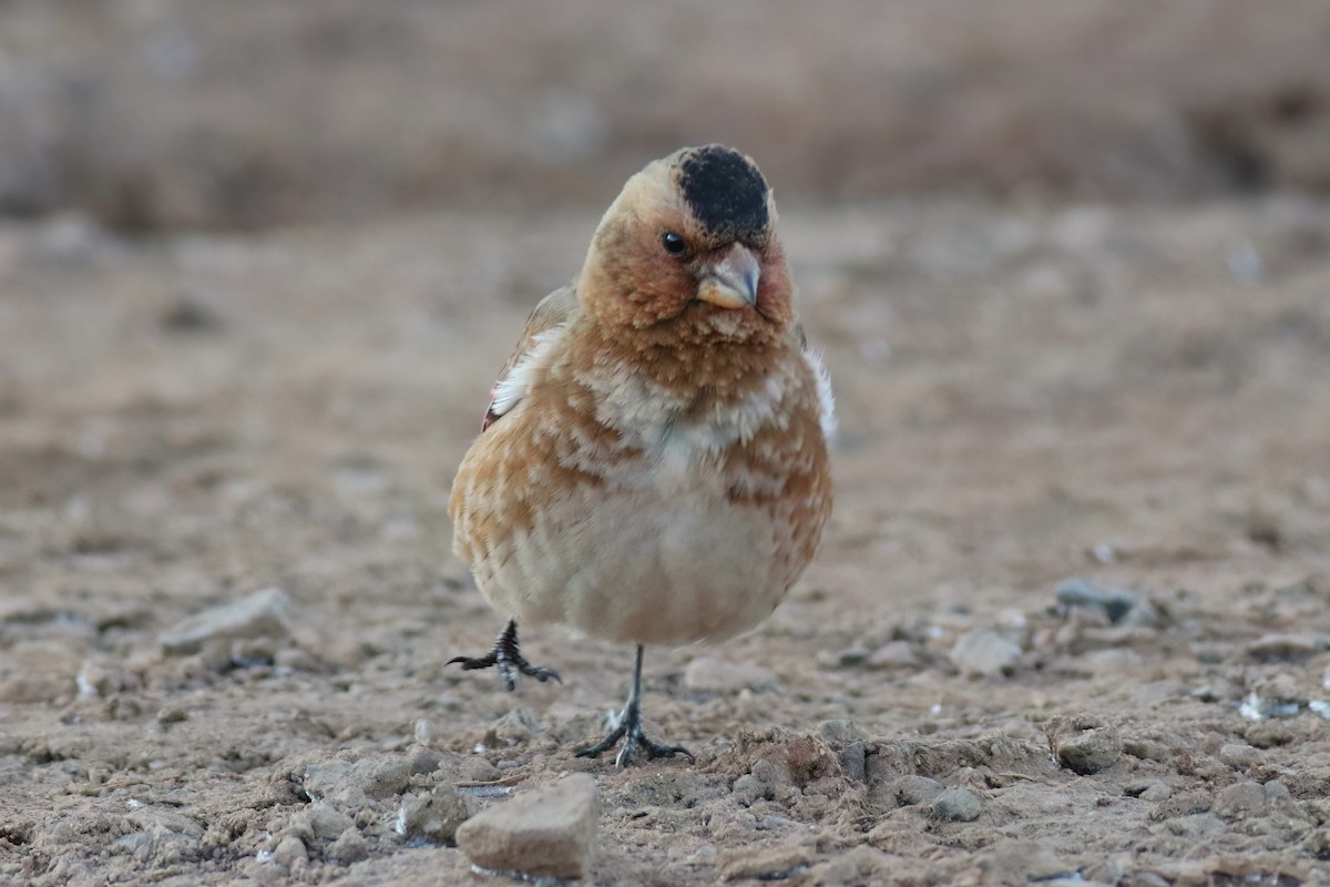 Crimson-winged Finch - ML644085313