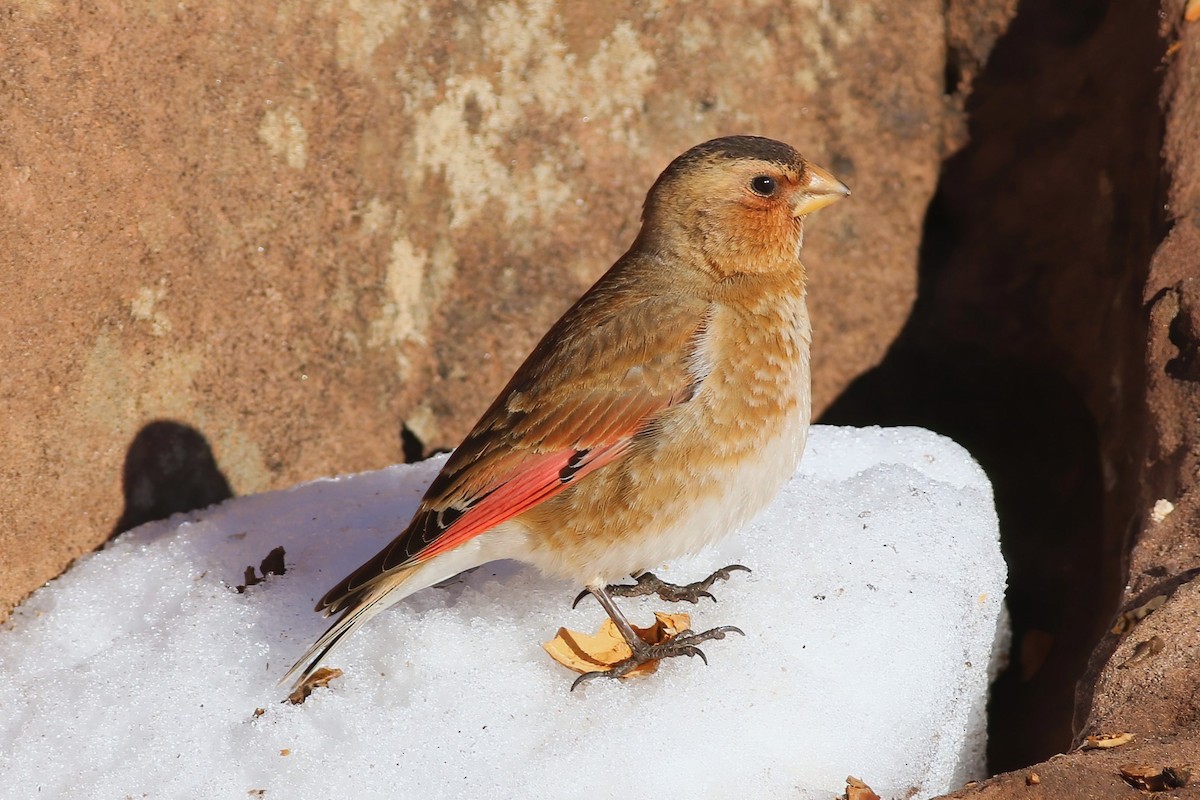 Crimson-winged Finch - ML644085314