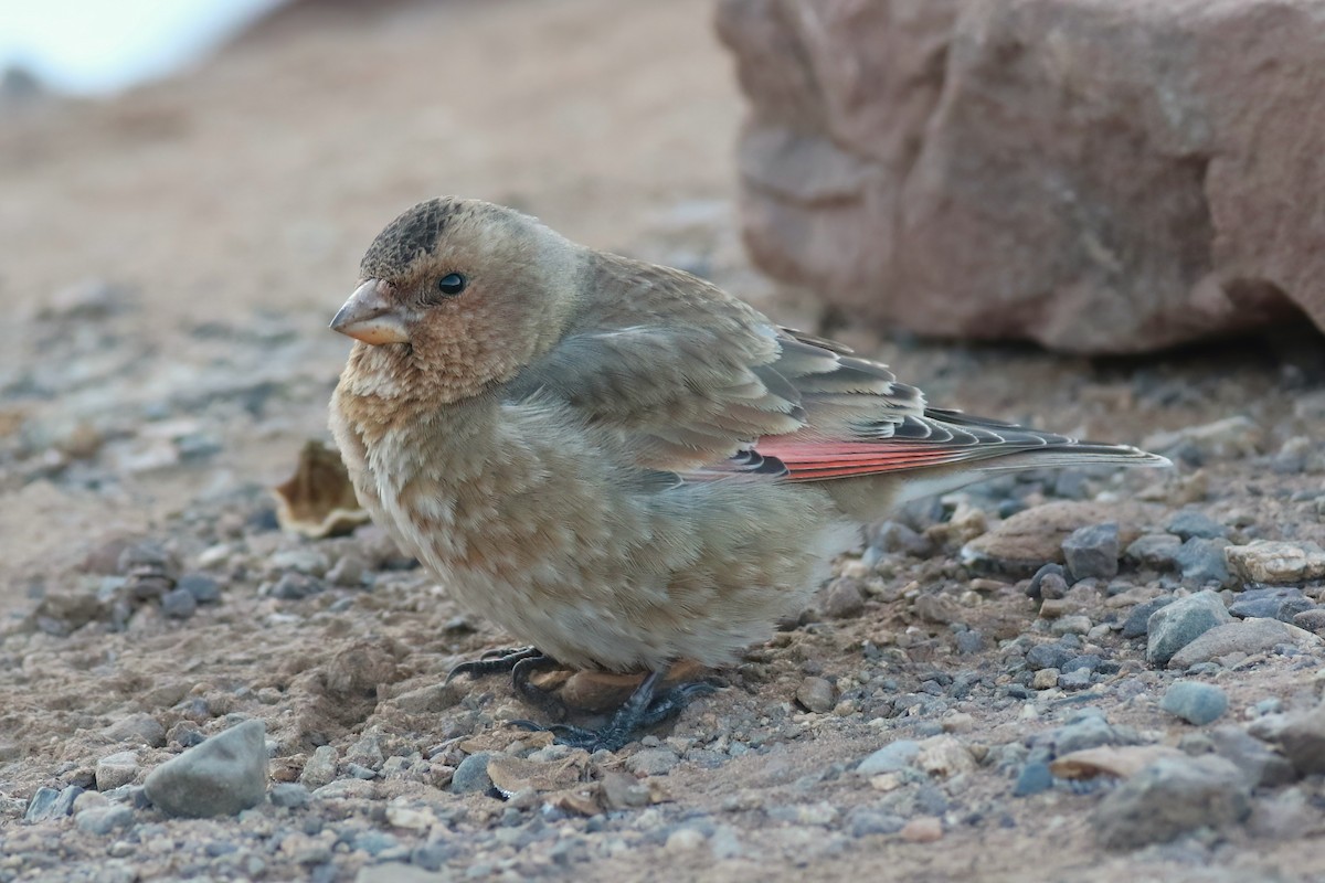 Crimson-winged Finch - ML644085315