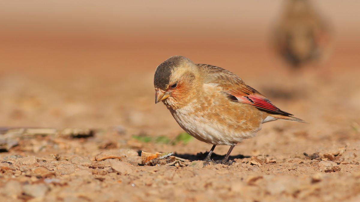 Crimson-winged Finch - ML644085316