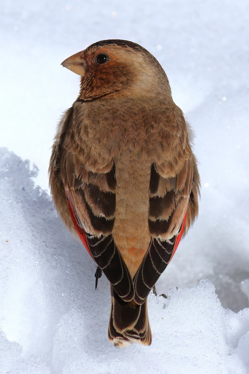 Crimson-winged Finch - ML644085318
