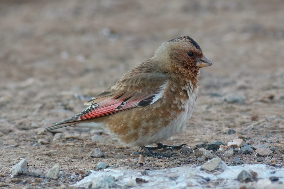 Crimson-winged Finch - ML644085320