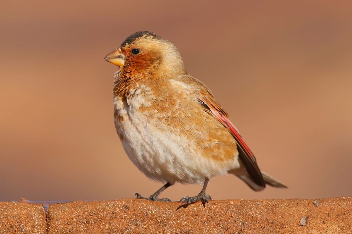 Crimson-winged Finch - ML644085321