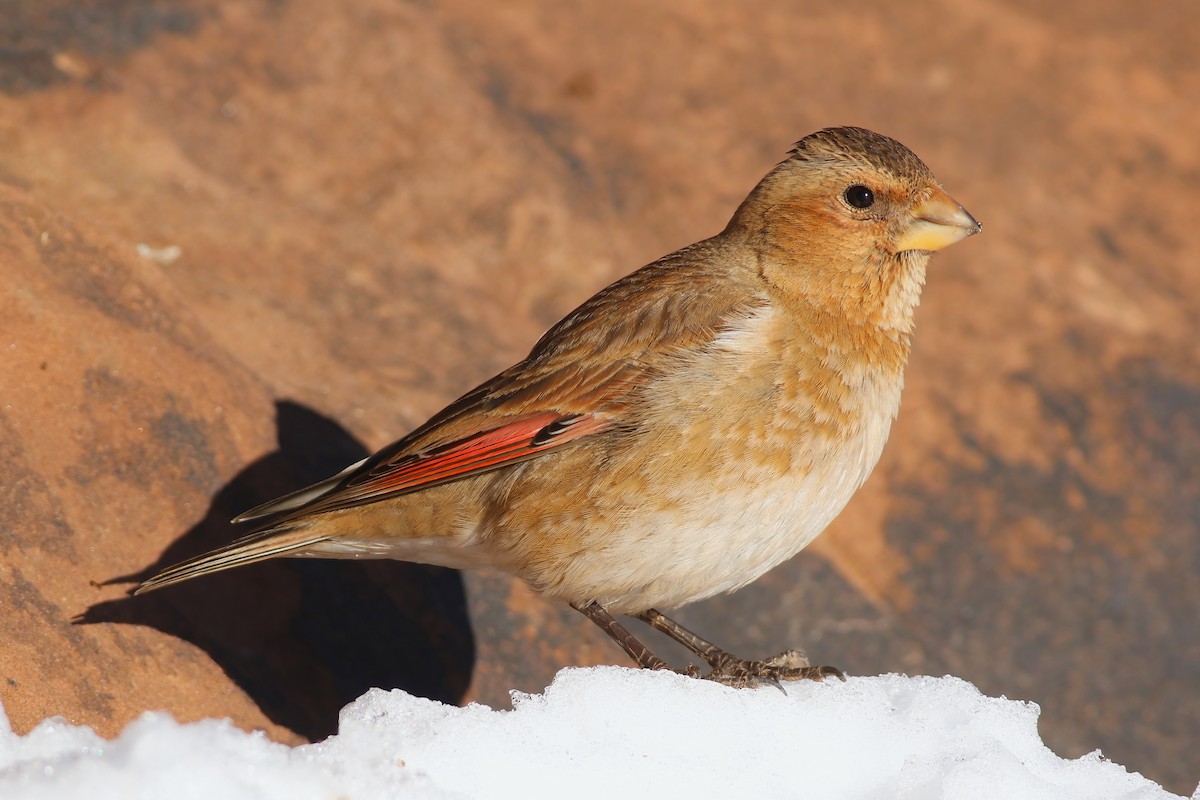 Crimson-winged Finch - ML644085322