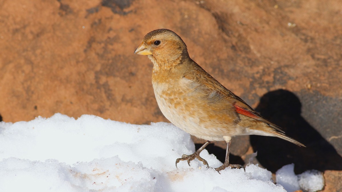 Crimson-winged Finch - ML644085323