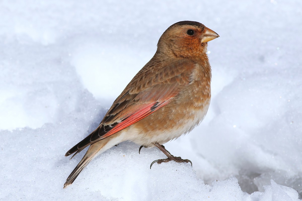 Crimson-winged Finch - ML644085324