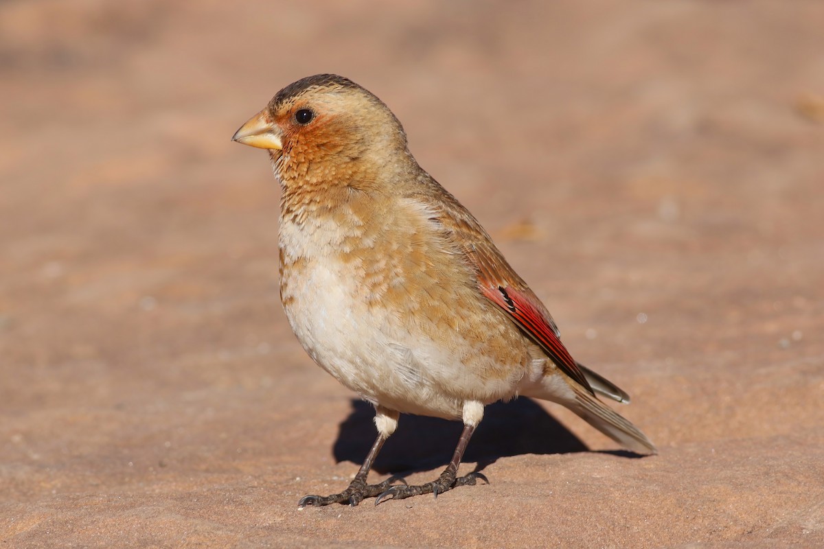 Crimson-winged Finch - ML644085325