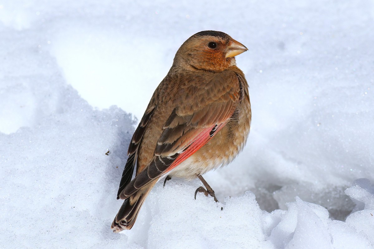 Crimson-winged Finch - ML644085326