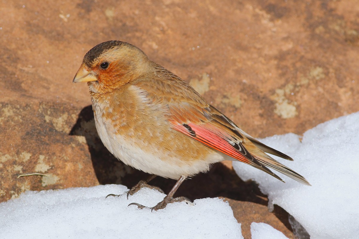Crimson-winged Finch - ML644085327
