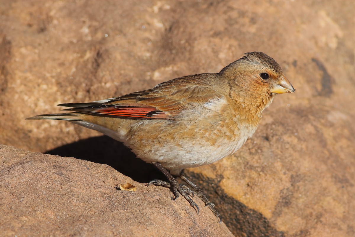 Crimson-winged Finch - ML644085328