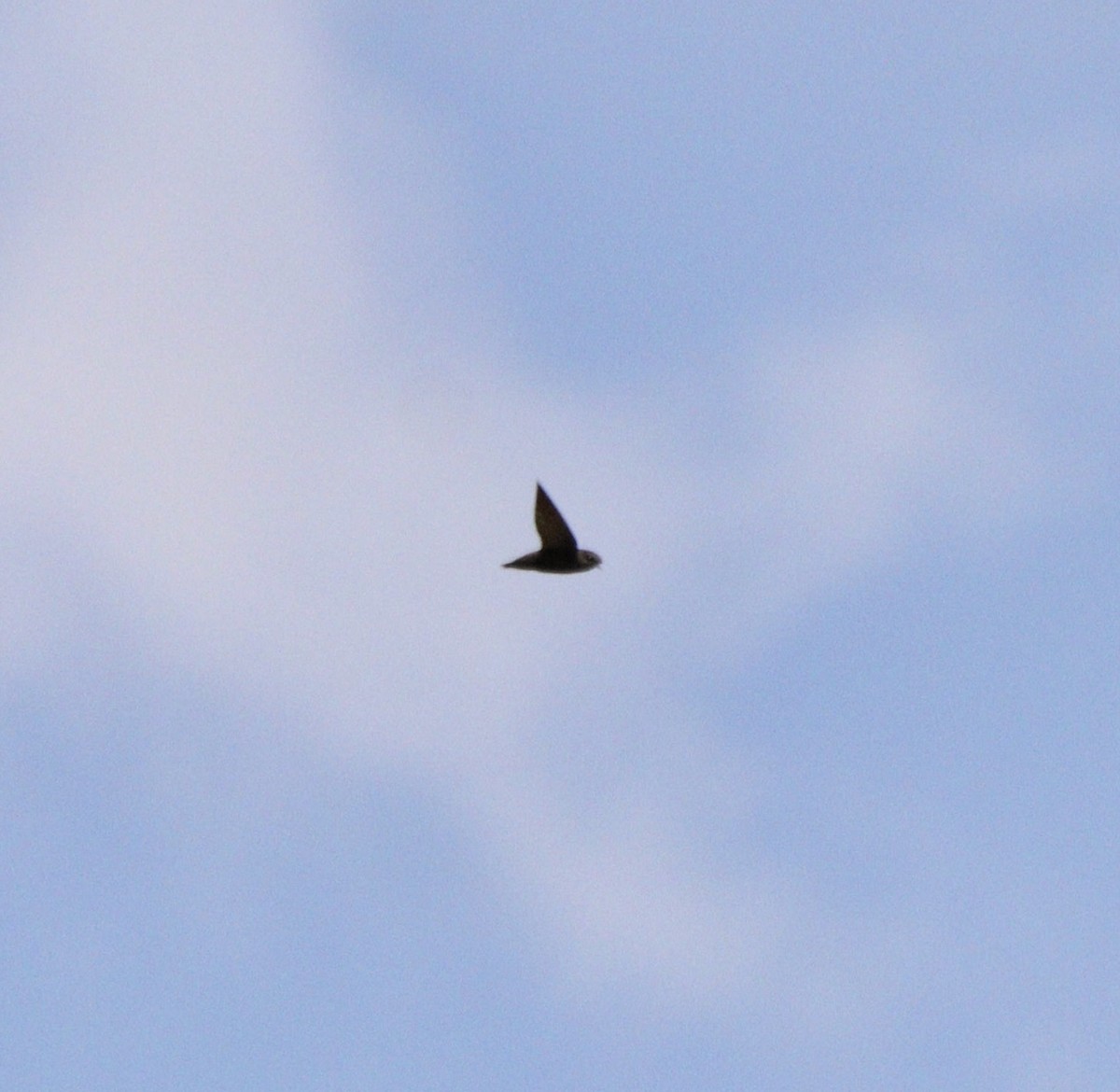 Vencejo de Tormenta - ML644085329