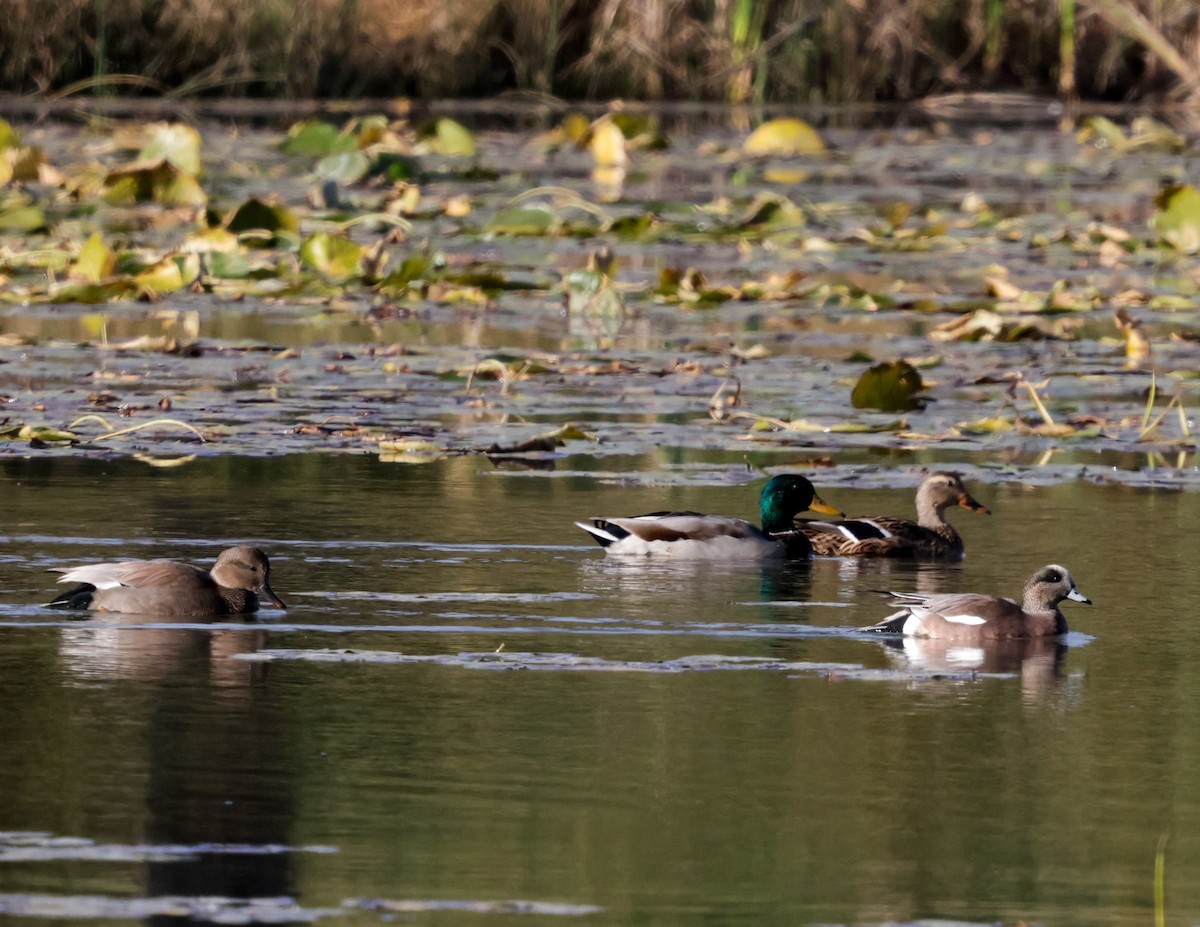 American Wigeon - ML644085331