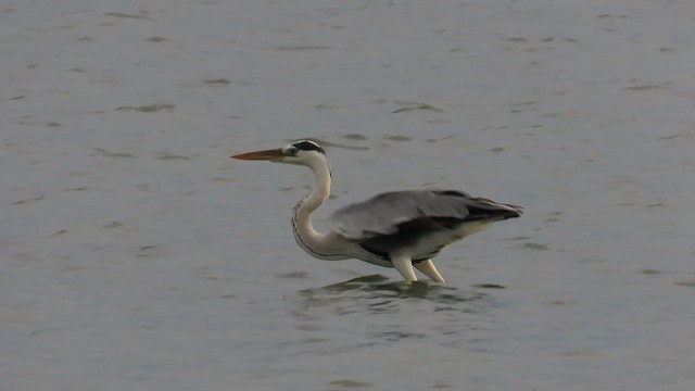 Gray Heron - ML644085332