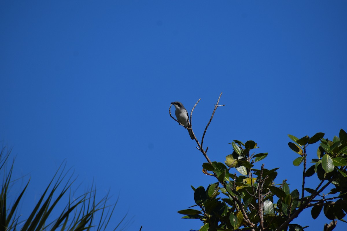 Loggerhead Shrike - ML644085333