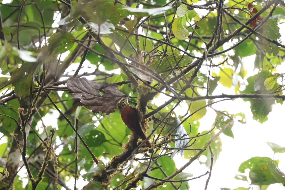 Pearled Treerunner - ML644085352