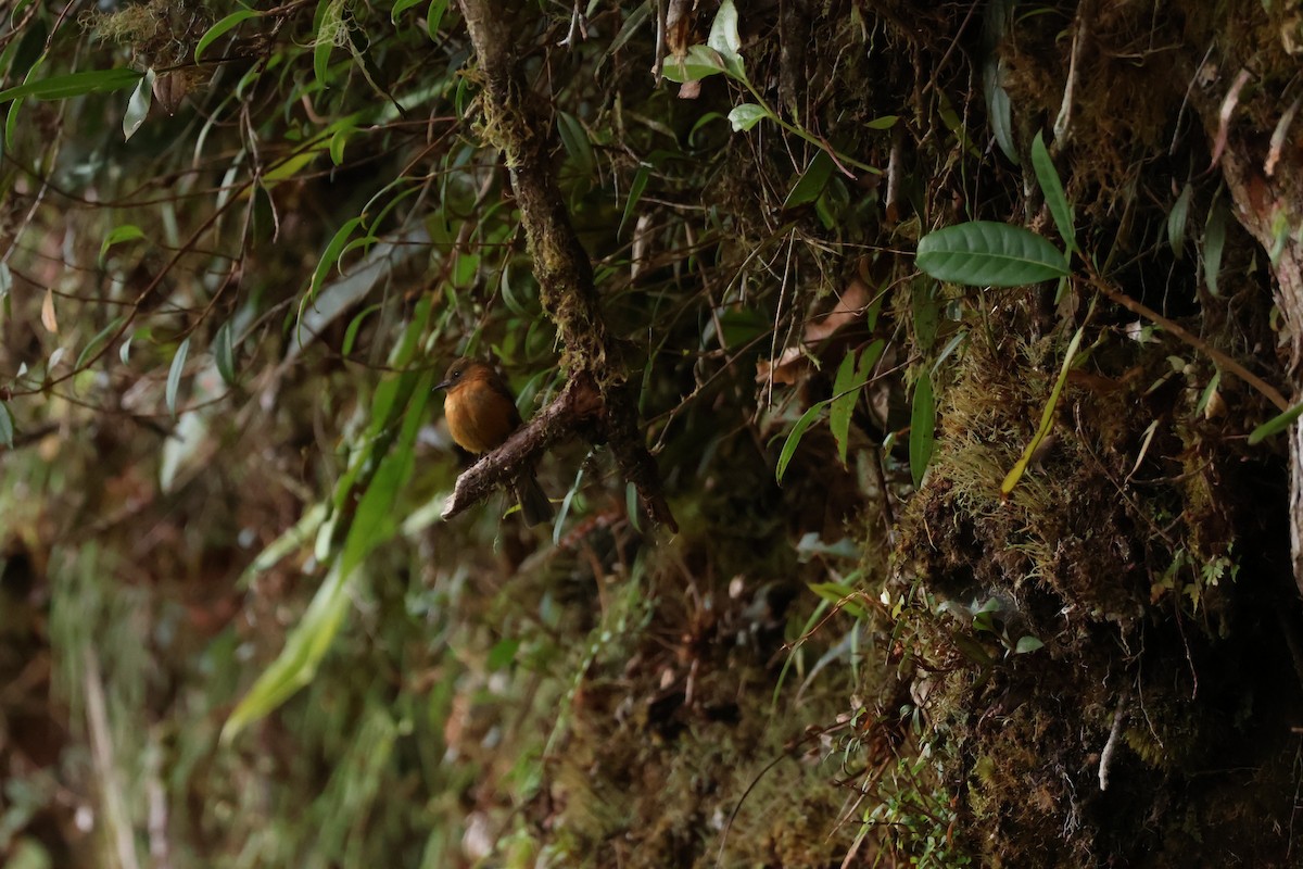 Cinnamon Flycatcher - ML644085373
