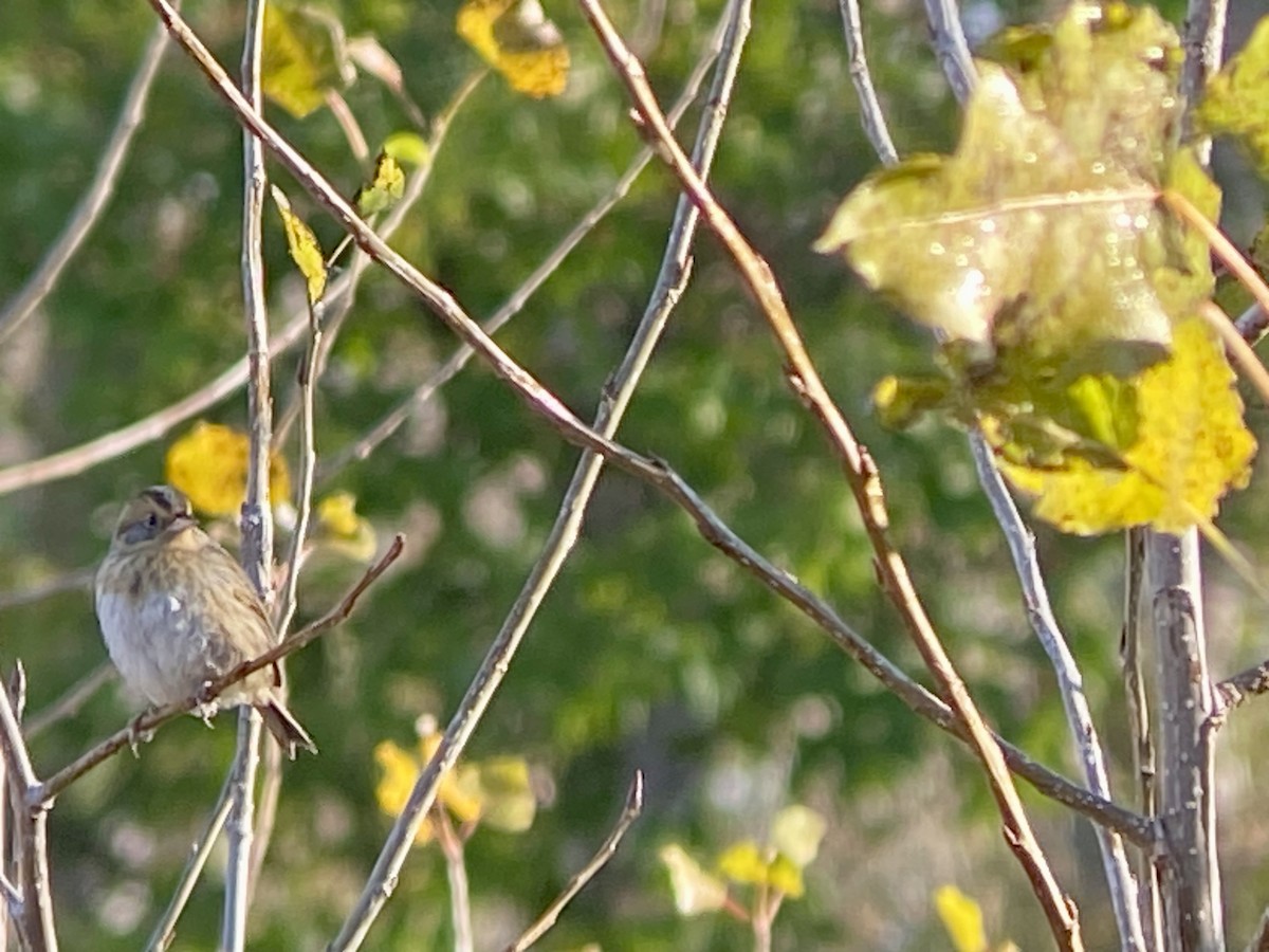 Nelson's Sparrow - ML644085390