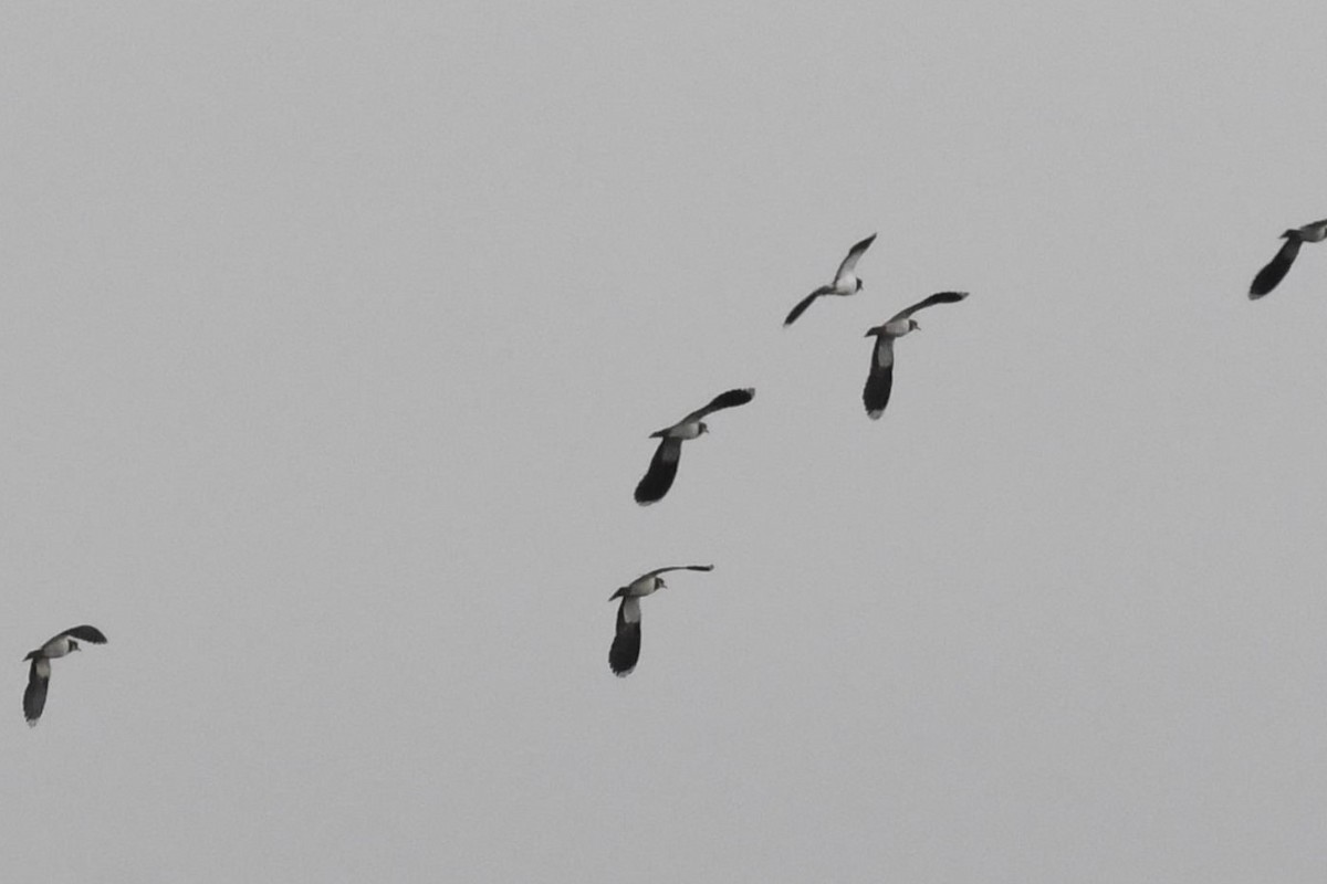 čejka chocholatá - ML644085425