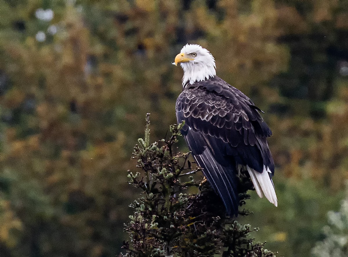 Bald Eagle - ML644085449