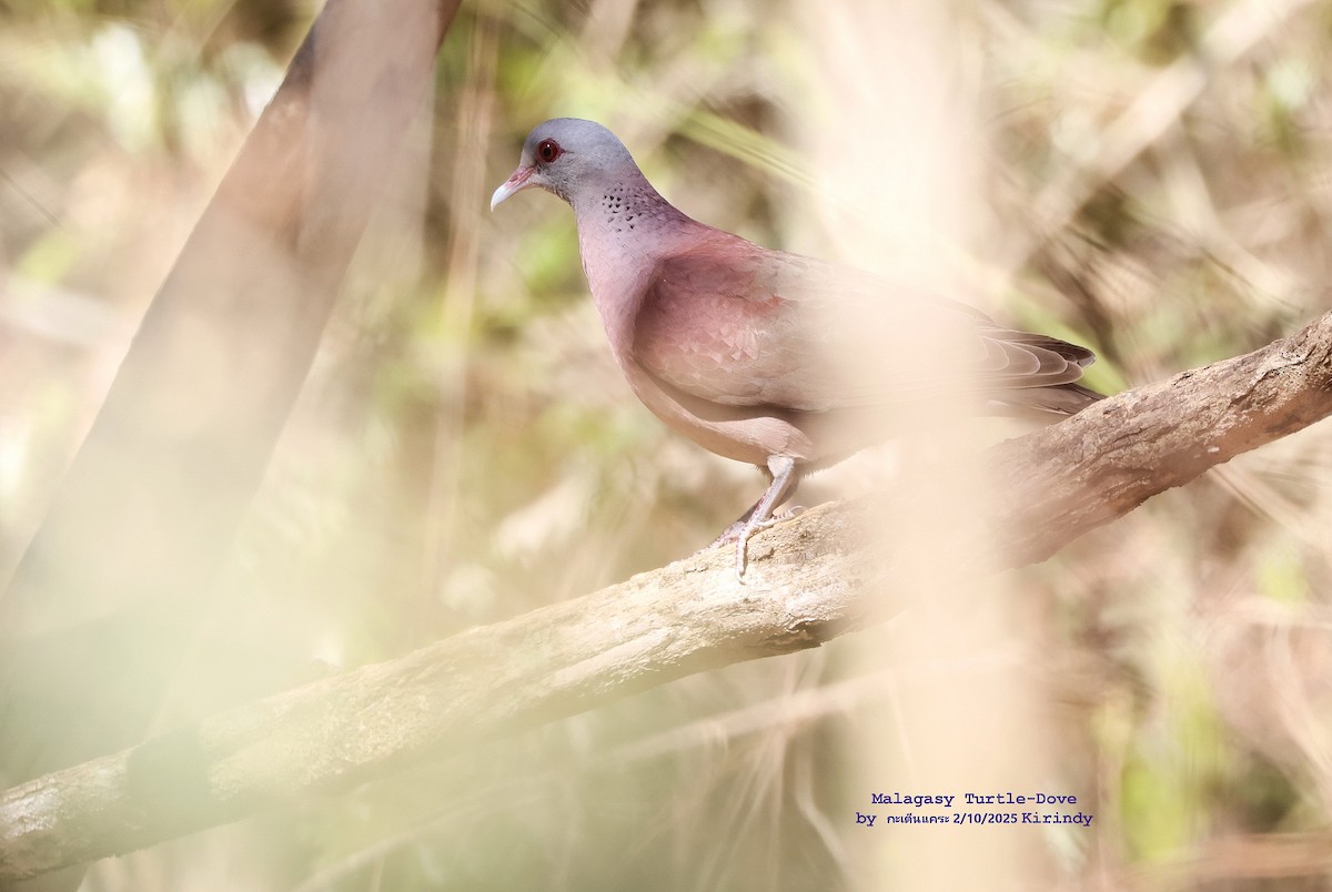 Горлиця мадагаскарська - ML644085453