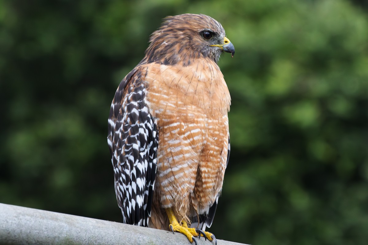Red-shouldered Hawk - ML644085454