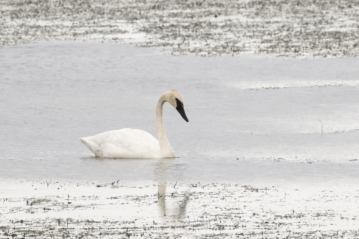 Cygne trompette - ML644085458