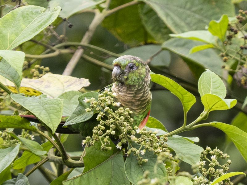 Conure de Souancé - ML644085460