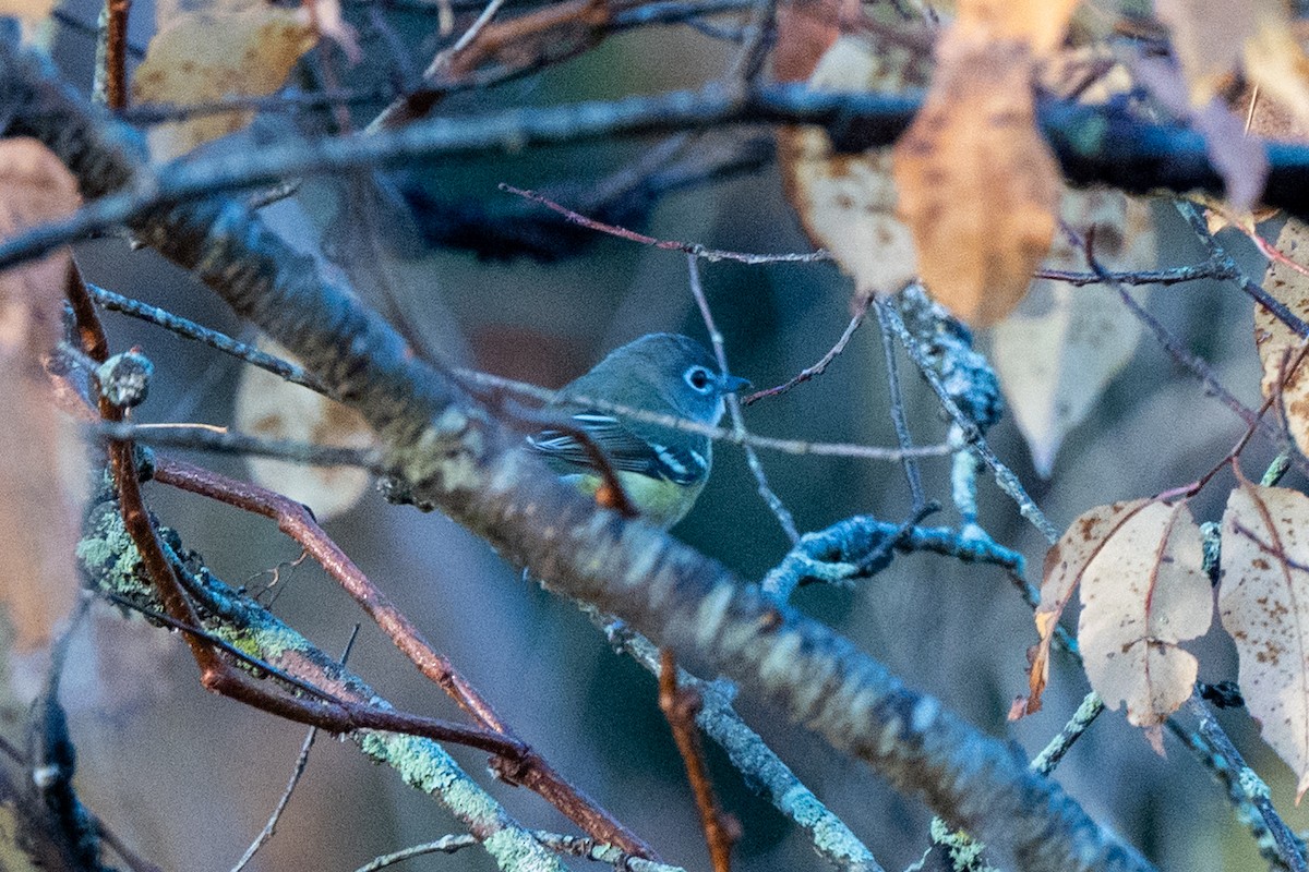 Blue-headed Vireo - ML644085462