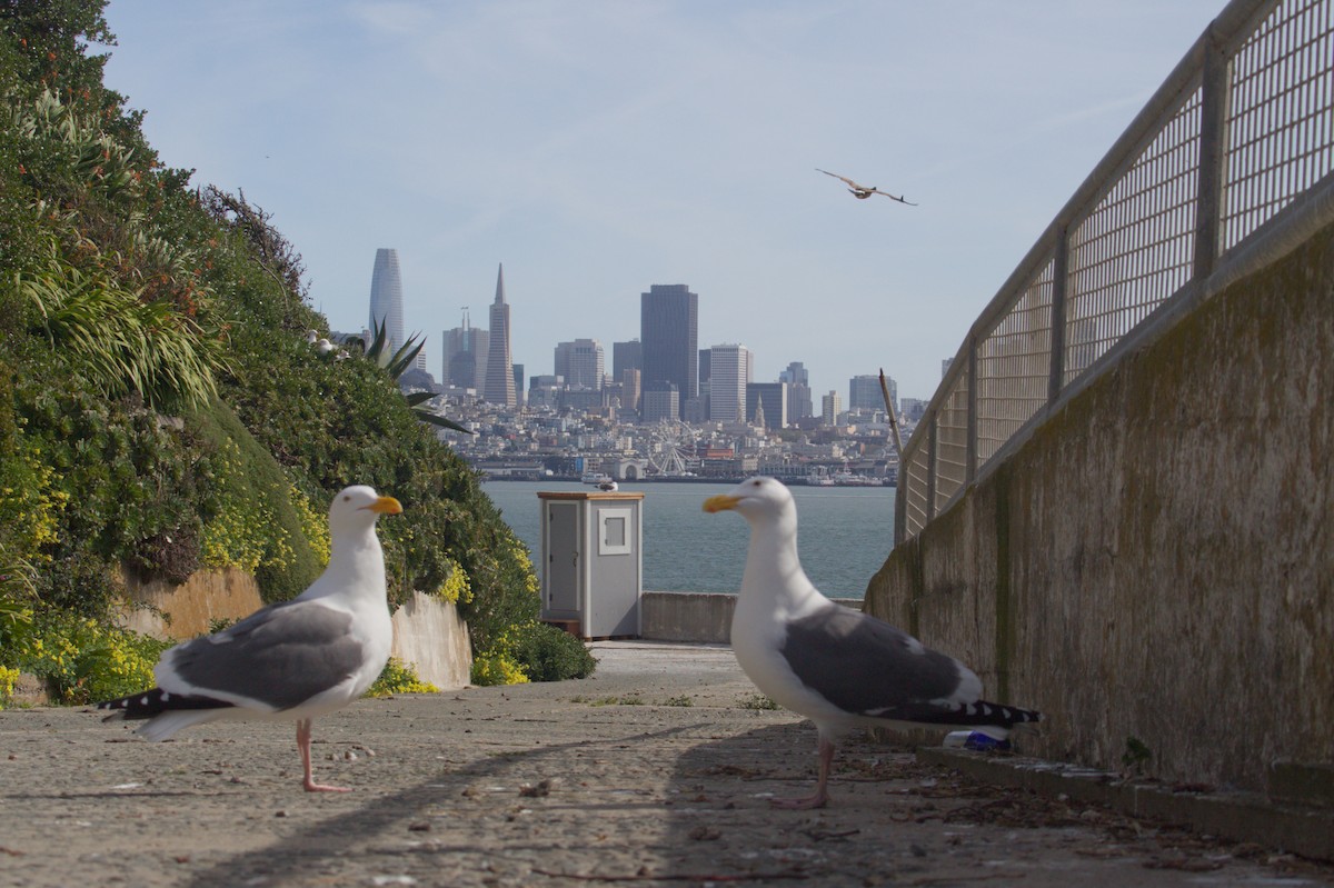 Western Gull - ML644085463
