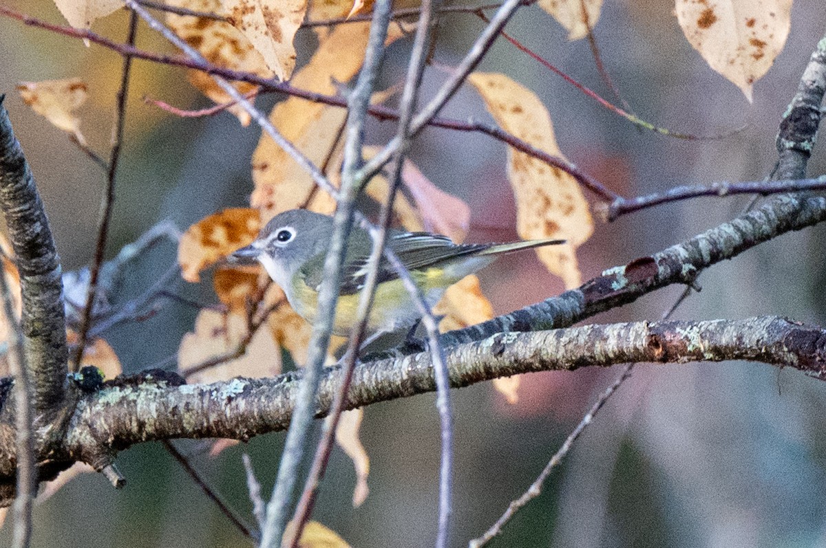 Blue-headed Vireo - ML644085464