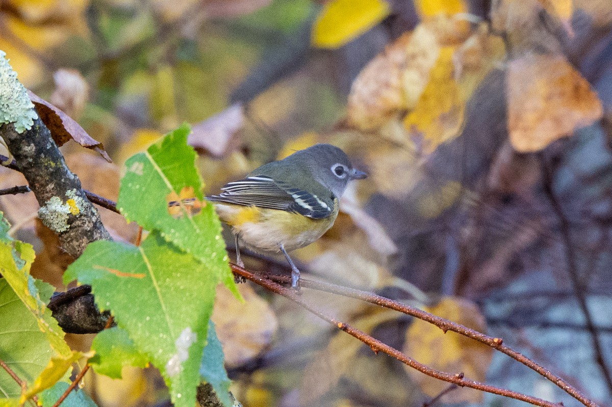 Blue-headed Vireo - ML644085465