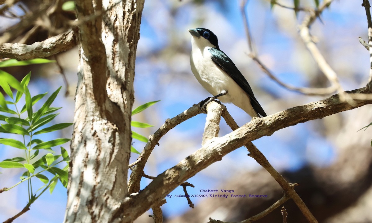 Artamie chabert - ML644085478