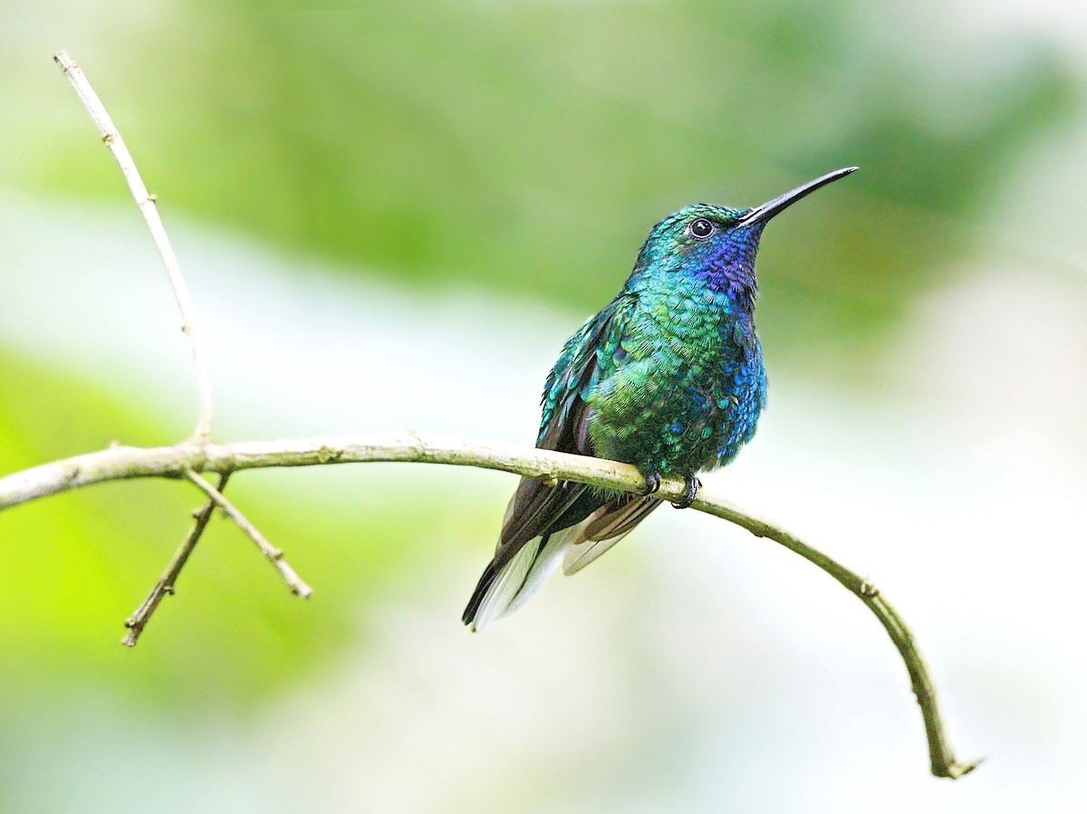 Weißschwanz-Degenflügel - ML644085482