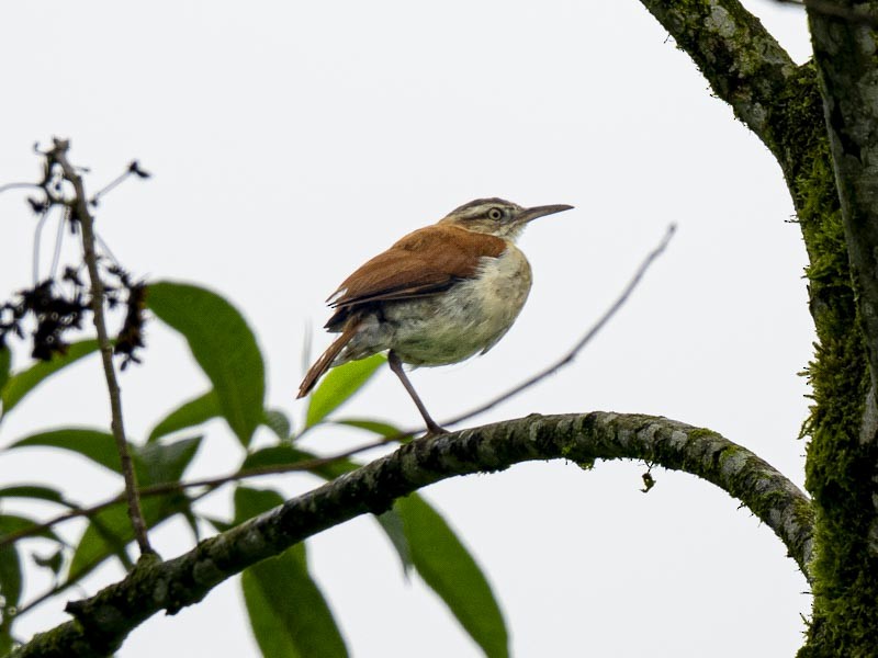 kanelryggovnfugl - ML644085486