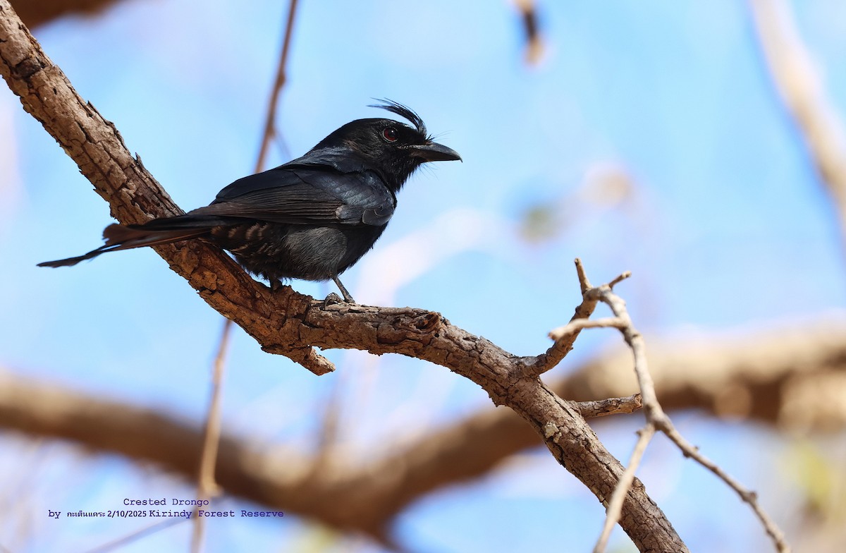 Crested Drongo - ML644085491