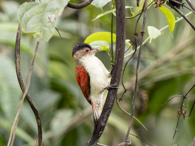 Scarlet-backed Woodpecker - ML644085506