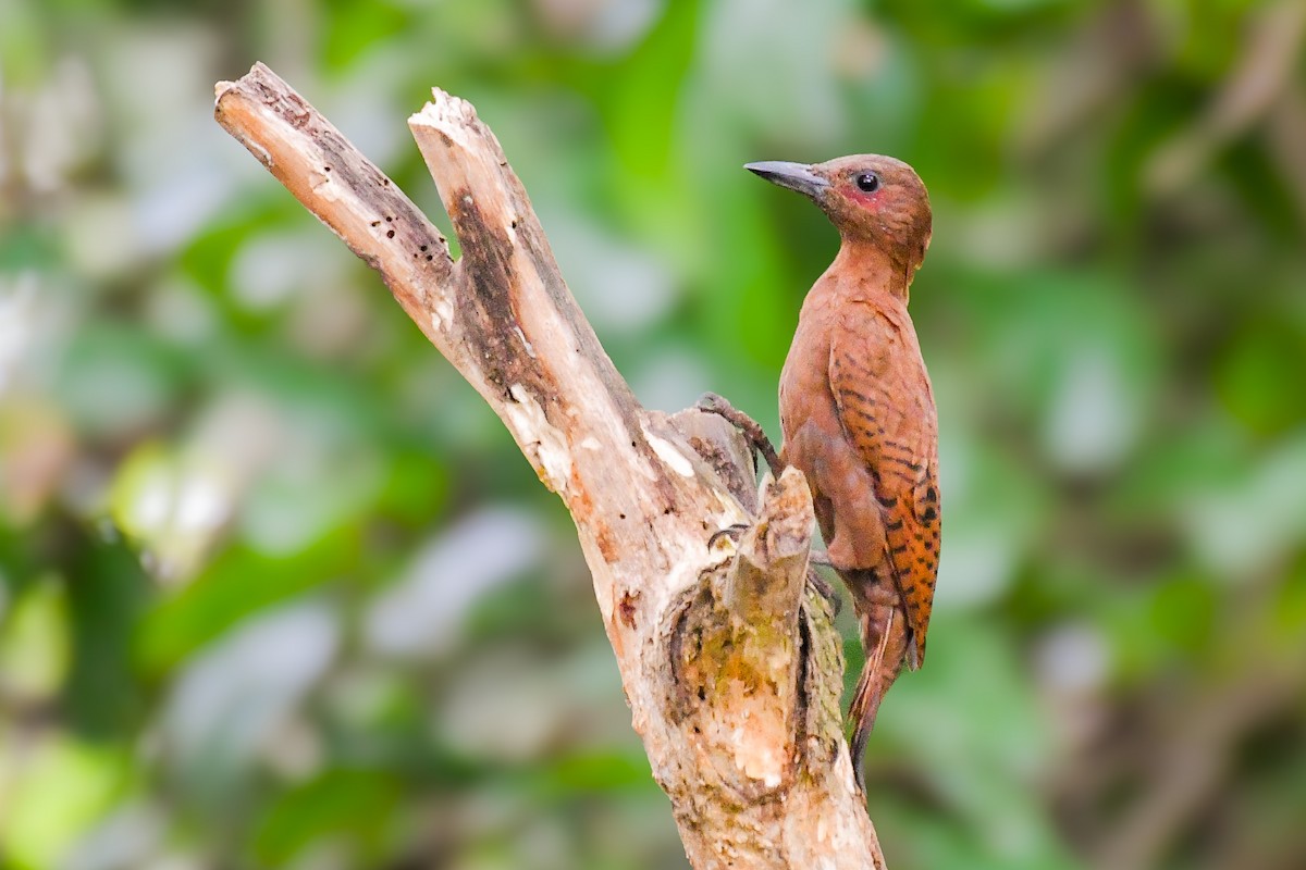 Rufous Woodpecker - ML644085521