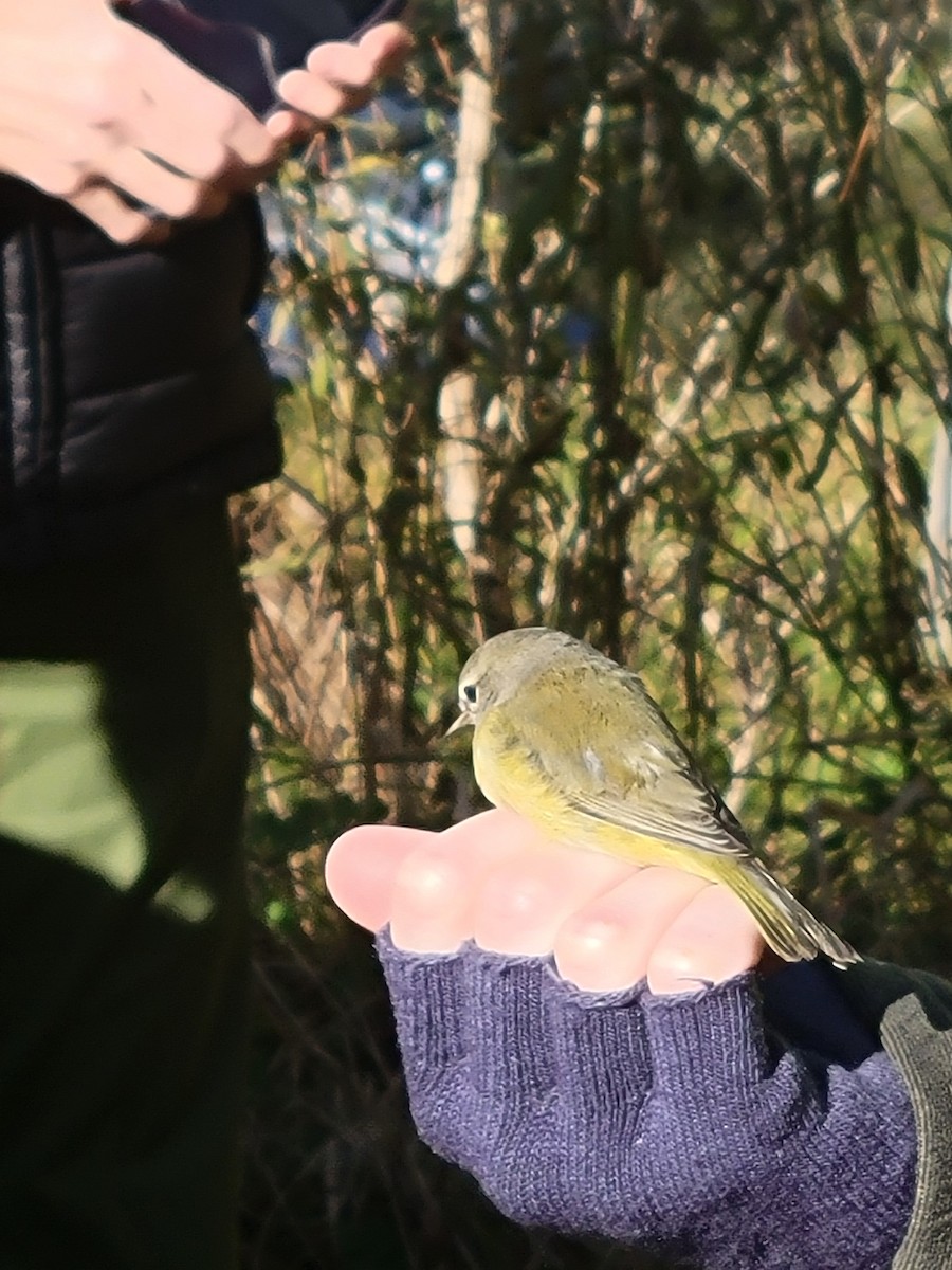 Orange-crowned Warbler - ML644085541
