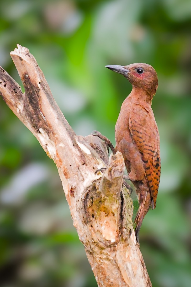 Rufous Woodpecker - ML644085544