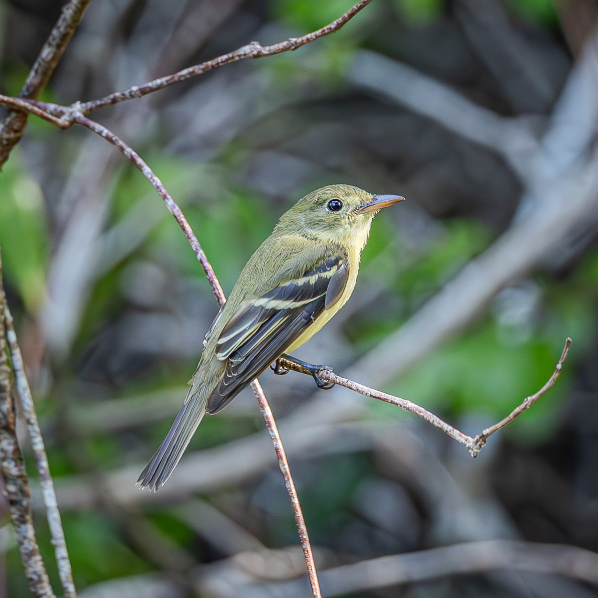 Acadian Flycatcher - ML644085573