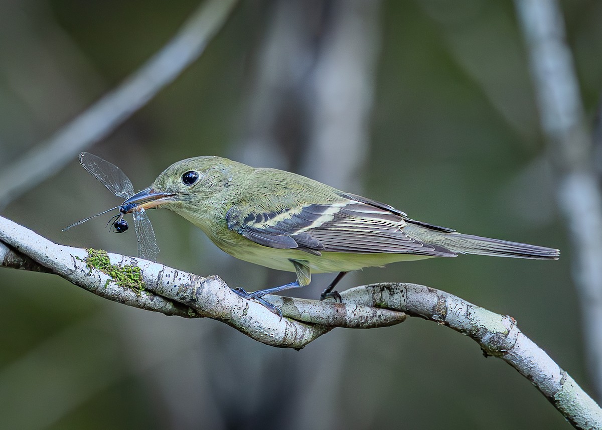 Acadian Flycatcher - ML644085574