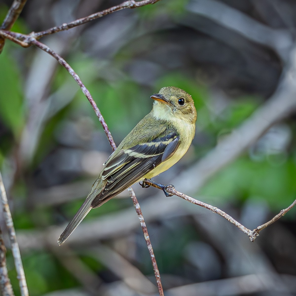 Acadian Flycatcher - ML644085575